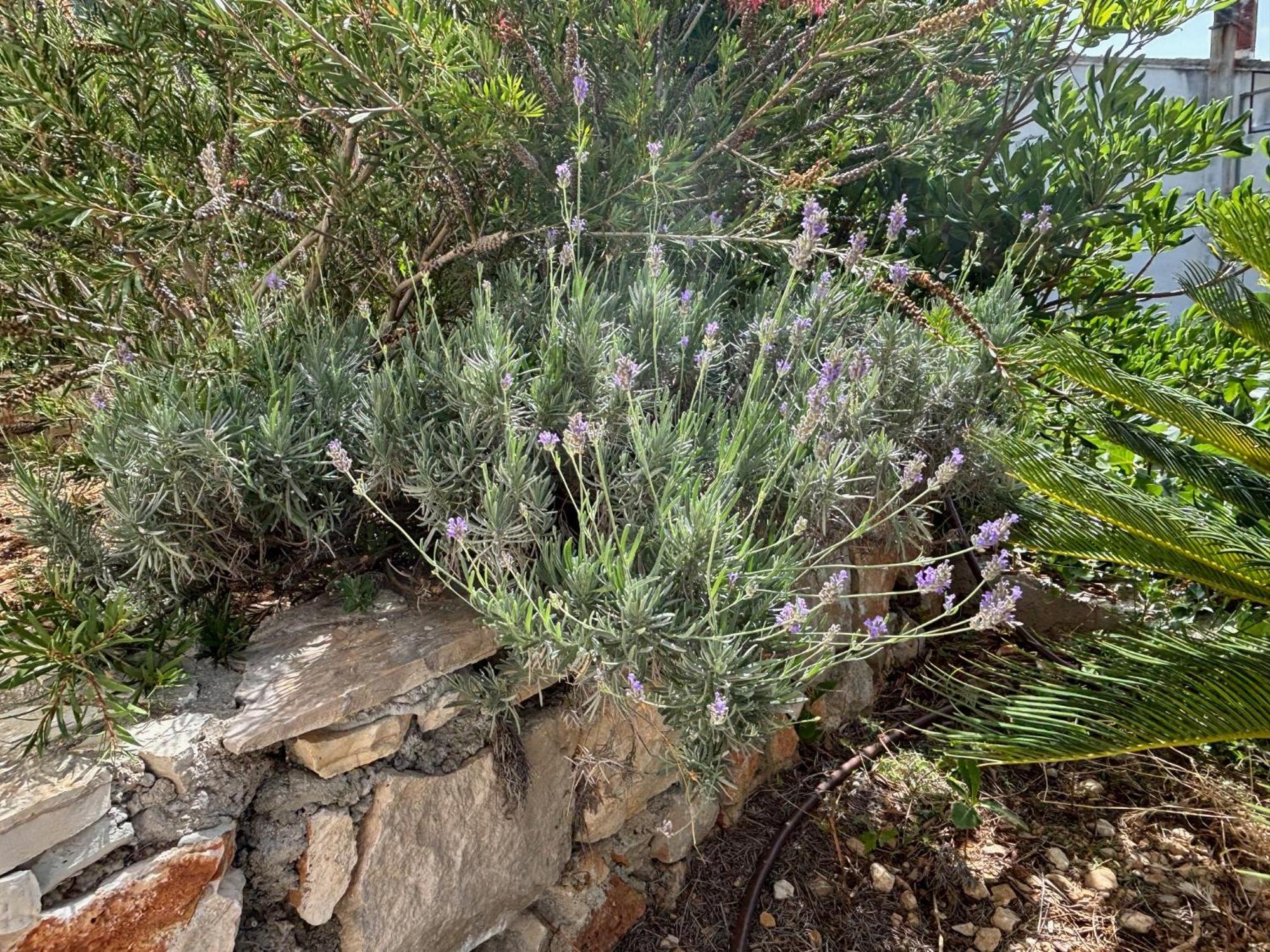 Villa Oleana Makarska Kültér fotó